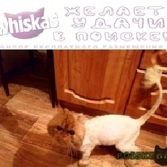 Подробнее об объявлении «Найден кот Нижний Новгород» Фото: найдена кошка  «Найден кот Нижний Новгород» в г. Нижний Новгород