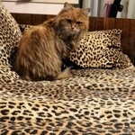 Подробнее об объявлении «Москва Найдена кошка» Фото: найдена кошка  «Москва Найдена кошка» в г. Москва