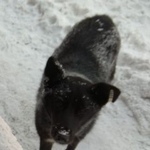 Подробнее об объявлении «Красноярск Найдена собака с биркой в ухе» Фото: найдена собака  «Красноярск Найдена собака с биркой в ухе» в г. Красноярск