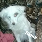 Подробнее об объявлении «Пропала собака Псков» Фото: пропала собака  «Пропала собака Псков» в г. Псков
