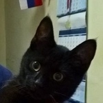 Подробнее об объявлении «Пропал кот, ул. азовская Москва» Фото: пропала кошка  «Пропал кот, ул. азовская Москва» в г. Москва