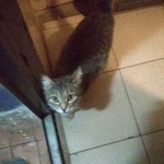 Подробнее об объявлении «Москва Найдена кошка» Фото: найдена кошка  «Москва Найдена кошка» в г. Москва