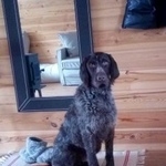 Подробнее об объявлении «Сосновское Найдена собака дратхаар» Фото: найдена собака Дратхаар «Сосновское Найдена собака дратхаар» в г. Сосновское