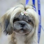 Подробнее об объявлении «Пропала собака Воронеж» Фото: пропала собака Ши-тцу «Пропала собака Воронеж» в г. Воронеж