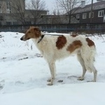 Подробнее об объявлении «Воронеж Найдена собака кобель ищет новый дом» Фото: найдена собака Русская псовая борзая «Воронеж Найдена собака кобель ищет новый дом» в г. Воронеж