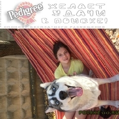 Подробнее об объявлении «Пропала собака Симферополь» Фото: пропала собака Сибирская хаски «Пропала собака Симферополь» в г. Симферополь