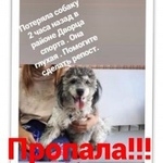 Подробнее об объявлении «Пропала собака Ростов-на-Дону» Фото: пропала собака  «Пропала собака Ростов-на-Дону» в г. Ростов-на-Дону