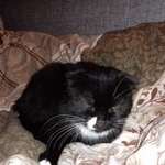 Подробнее об объявлении «Москва Найдена кошка кошечка район братеево» Фото: найдена кошка  «Москва Найдена кошка кошечка район братеево» в г. Москва