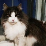 Подробнее об объявлении «Пропал кот Кострома» Фото: пропала кошка  «Пропал кот Кострома» в г. Кострома