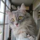 Подробнее об объявлении «Найдена кошка Кирово-Чепецк» Фото: найдена кошка  «Найдена кошка Кирово-Чепецк» в г. Кирово-Чепецк