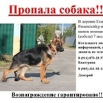 Подробнее об объявлении «Бронницы Пропала собака кобель» Фото: пропала собака Немецкая овчарка «Бронницы Пропала собака кобель» в г. Бронницы