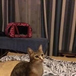 Подробнее об объявлении «Пропала кошка Москва» Фото: пропала кошка  «Пропала кошка Москва» в г. Москва