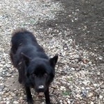 Подробнее об объявлении «Пропала собака кобель немецкая овчарка Георгиевск» Фото: пропала собака Немецкая овчарка «Пропала собака кобель немецкая овчарка Георгиевск» в г. Георгиевск