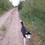 Подробнее об объявлении «Пропала собака кобель Димитровград» Фото: пропала собака  «Пропала собака кобель Димитровград» в г. Димитровград