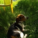 Подробнее об объявлении «Пропала собака Череповец» Фото: пропала собака Гончая «Пропала собака Череповец» в г. Череповец