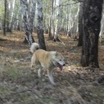 Подробнее об объявлении «Пропала собака кобель Каменск-Уральский» Фото: пропала собака  «Пропала собака кобель Каменск-Уральский» в г. Каменск-Уральский