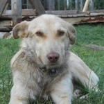 Подробнее об объявлении «Пропала собака Киров (Кировская обл.)» Фото: пропала собака  «Пропала собака Киров (Кировская обл.)» в г. Киров (Кировская обл.)