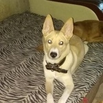 Подробнее об объявлении «Пропала собака Череповец» Фото: пропала собака  «Пропала собака Череповец» в г. Череповец