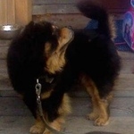 Подробнее об объявлении «Пропала собака кобель Няндома» Фото: пропала собака Чау-чау «Пропала собака кобель Няндома» в г. Няндома