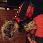 Подробнее об объявлении «Пропала собака кобель Кореновск» Фото: пропала собака Йоркширский терьер «Пропала собака кобель Кореновск» в г. Кореновск