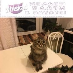 Подробнее об объявлении «Москва Найдена кошка ростокино» Фото: найдена кошка  «Москва Найдена кошка ростокино» в г. Москва