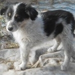 Подробнее об объявлении «Чита Пропала собака кобель» Фото: пропала собака  «Чита Пропала собака кобель» в г. Чита