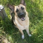 Подробнее об объявлении «Пропала собака кобель Ковров» Фото: пропала собака Немецкая овчарка «Пропала собака кобель Ковров» в г. Ковров