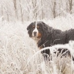 Подробнее об объявлении «Пропала собака кобель Белгород» Фото: пропала собака Бернская пастушья собака «Пропала собака кобель Белгород» в г. Белгород