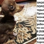 Подробнее об объявлении «Пропала собака кобель мини той-терьер Белореченск» Фото: пропала собака Той-терьер «Пропала собака кобель мини той-терьер Белореченск» в г. Белореченск