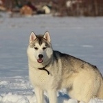 Подробнее об объявлении «Пропала собака Кострома» Фото: пропала собака  «Пропала собака Кострома» в г. Кострома