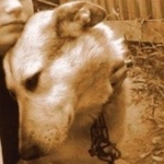 Подробнее об объявлении «Пропала собака кобель ушёл и не вернулся, Емва» Фото: пропала собака  «Пропала собака кобель ушёл и не вернулся, Емва» в г. Емва