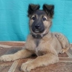 Подробнее об объявлении «Пропала собака внимание розыск пос. песчаная глинка, р Самара» Фото: пропала собака  «Пропала собака внимание розыск пос. песчаная...» в г. Самара