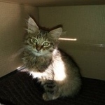 Подробнее об объявлении «Найдена кошка котенок 2 мес Волгоград» Фото: найдена кошка  «Найдена кошка котенок 2 мес Волгоград» в г. Волгоград