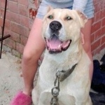 Подробнее об объявлении «Пропала собака кобель Кемерово» Фото: пропала собака Среднеазиатская овчарка «Пропала собака кобель Кемерово» в г. Кемерово