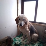 Подробнее об объявлении «Найдена собака кобель русская гончая поселение клементьевское Можайск» Фото: найдена собака Гончая «Найдена собака кобель русская гончая поселение...» в г. Можайск