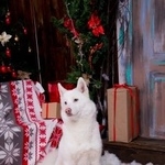 Подробнее об объявлении «Курган Пропала собака» Фото: пропала собака  «Курган Пропала собака» в г. Курган