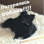 Подробнее об объявлении «Пропала собака Кемерово» Фото: пропала собака Немецкий шпиц «Пропала собака Кемерово» в г. Кемерово