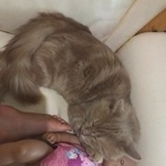 Подробнее об объявлении «Пропал кот разыскивается срочно   Опалиха» Фото: пропала кошка  «Пропал кот разыскивается срочно   Опалиха» в г. Опалиха