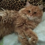 Подробнее об объявлении «Москва Найдена кошка» Фото: найдена кошка  «Москва Найдена кошка» в г. Москва