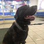 Подробнее об объявлении «Пропала собака кобель Санкт-Петербург» Фото: пропала собака Лабрадор ретривер «Пропала собака кобель Санкт-Петербург» в г. Санкт-Петербург