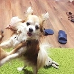 Подробнее об объявлении «Пропала собака кобель Санкт-Петербург» Фото: пропала собака Чихуахуа «Пропала собака кобель Санкт-Петербург» в г. Санкт-Петербург