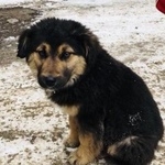 Подробнее об объявлении «Красноярск Найдена собака щенок» Фото: найдена собака  «Красноярск Найдена собака щенок» в г. Красноярск