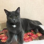 Подробнее об объявлении «Пропала кошка русская голубая Москва» Фото: пропала кошка Русская голубая «Пропала кошка русская голубая Москва» в г. Москва