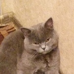 Подробнее об объявлении «Подольск Пропал кот» Фото: пропала кошка Британская короткошерстная «Подольск Пропал кот» в г. Подольск