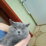 Подробнее об объявлении «Пропал кот Новочеркасск» Фото: пропала кошка Британская короткошерстная «Пропал кот Новочеркасск» в г. Новочеркасск