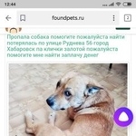 Подробнее об объявлении «Пропала собака кобель памагити найти собаку Хабаровск» Фото: пропала собака  «Пропала собака кобель памагити найти собаку...» в г. Хабаровск