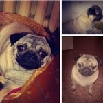 Подробнее об объявлении «Пропала собака мопс пегги. остужева Воронеж» Фото: пропала собака Мопс «Пропала собака мопс пегги. остужева Воронеж» в г. Воронеж