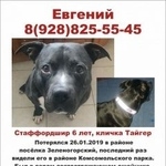 Подробнее об объявлении «Пропала собака кобель друг Кисловодск» Фото: пропала собака Стаффордширский бультерьер «Пропала собака кобель друг Кисловодск» в г. Кисловодск