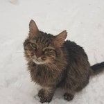 Подробнее об объявлении «Найден кот Нижний Новгород» Фото: найдена кошка Сибирская «Найден кот Нижний Новгород» в г. Нижний Новгород