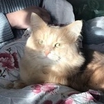 Подробнее об объявлении «Пропал кот Москва» Фото: пропала кошка  «Пропал кот Москва» в г. Москва